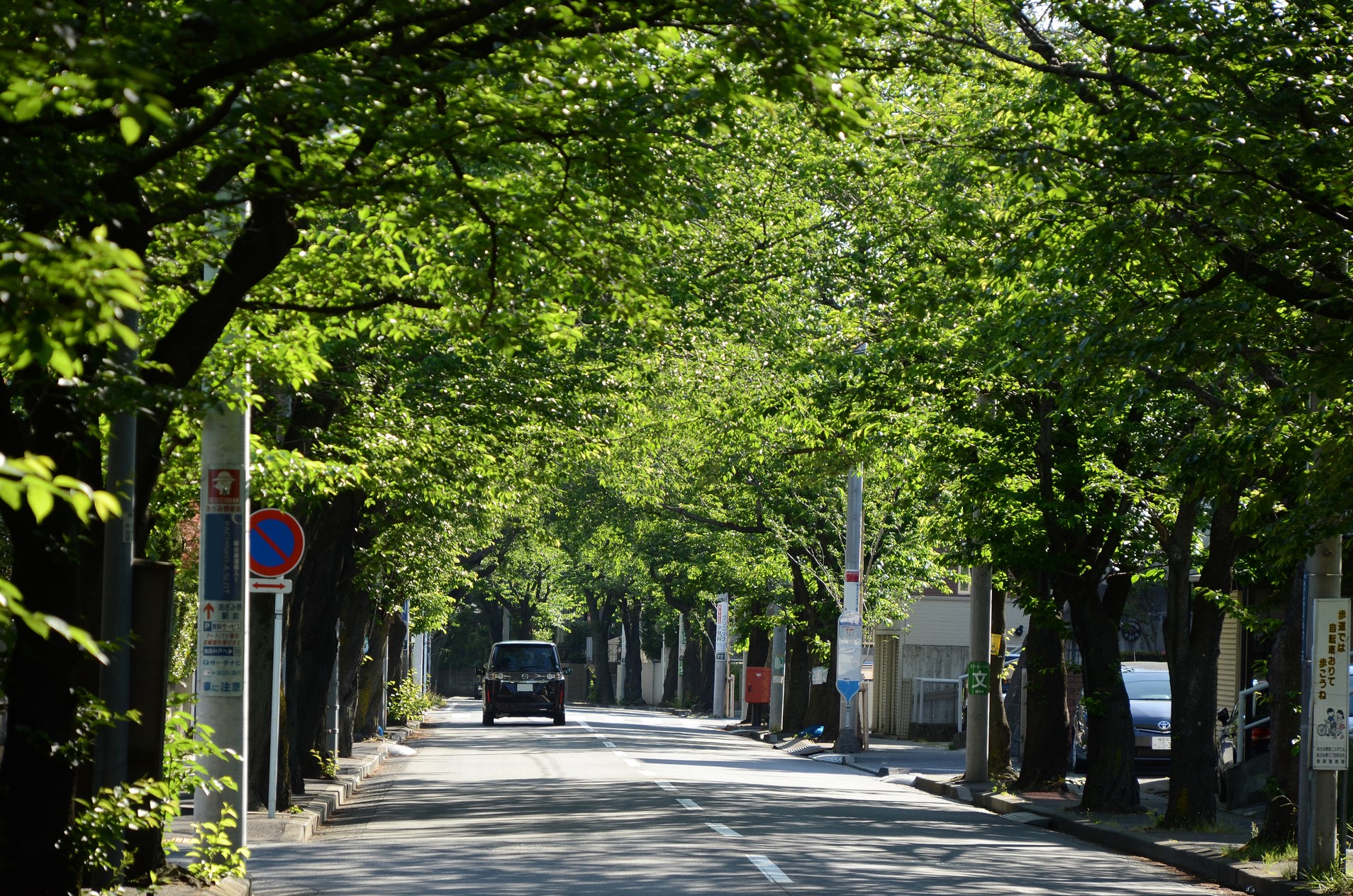 神奈川県あざみ野の桜並木